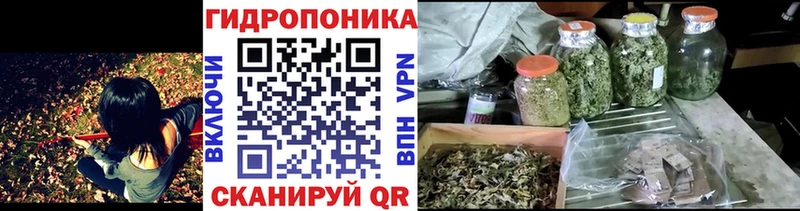 hydra tor  это как зайти  Бошки марихуана конопля  Павловск 